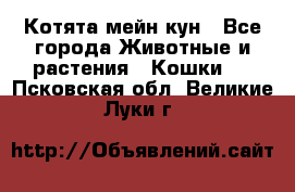 Котята мейн кун - Все города Животные и растения » Кошки   . Псковская обл.,Великие Луки г.